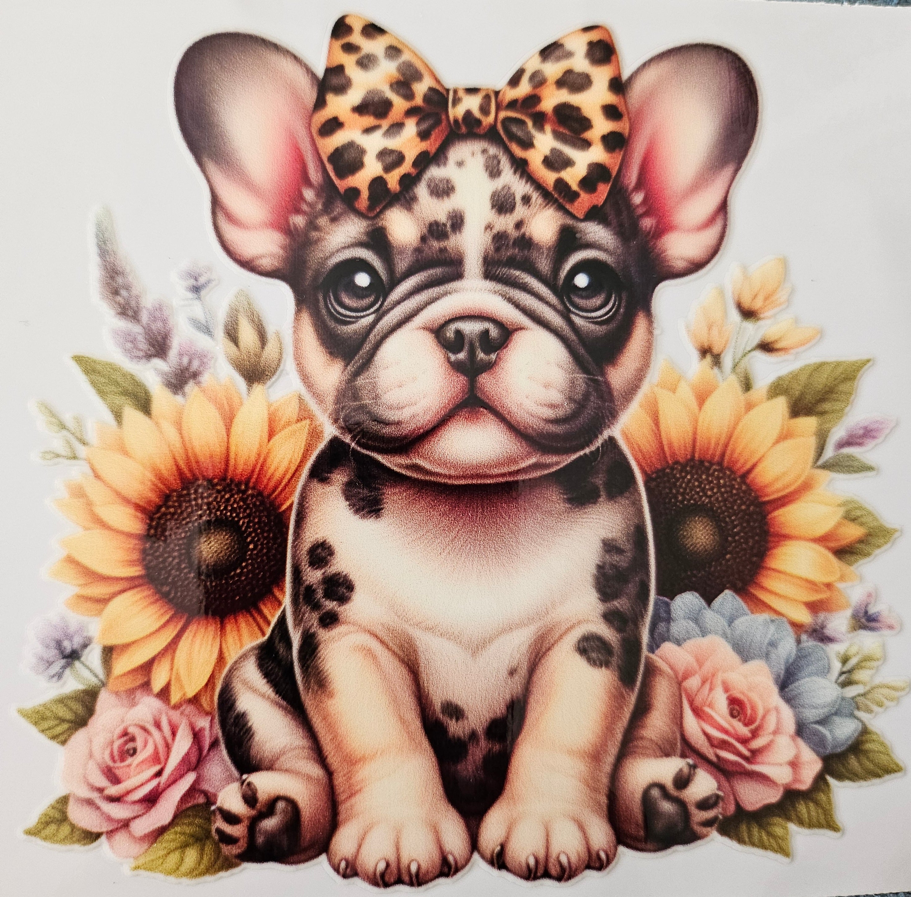 chiens taille M