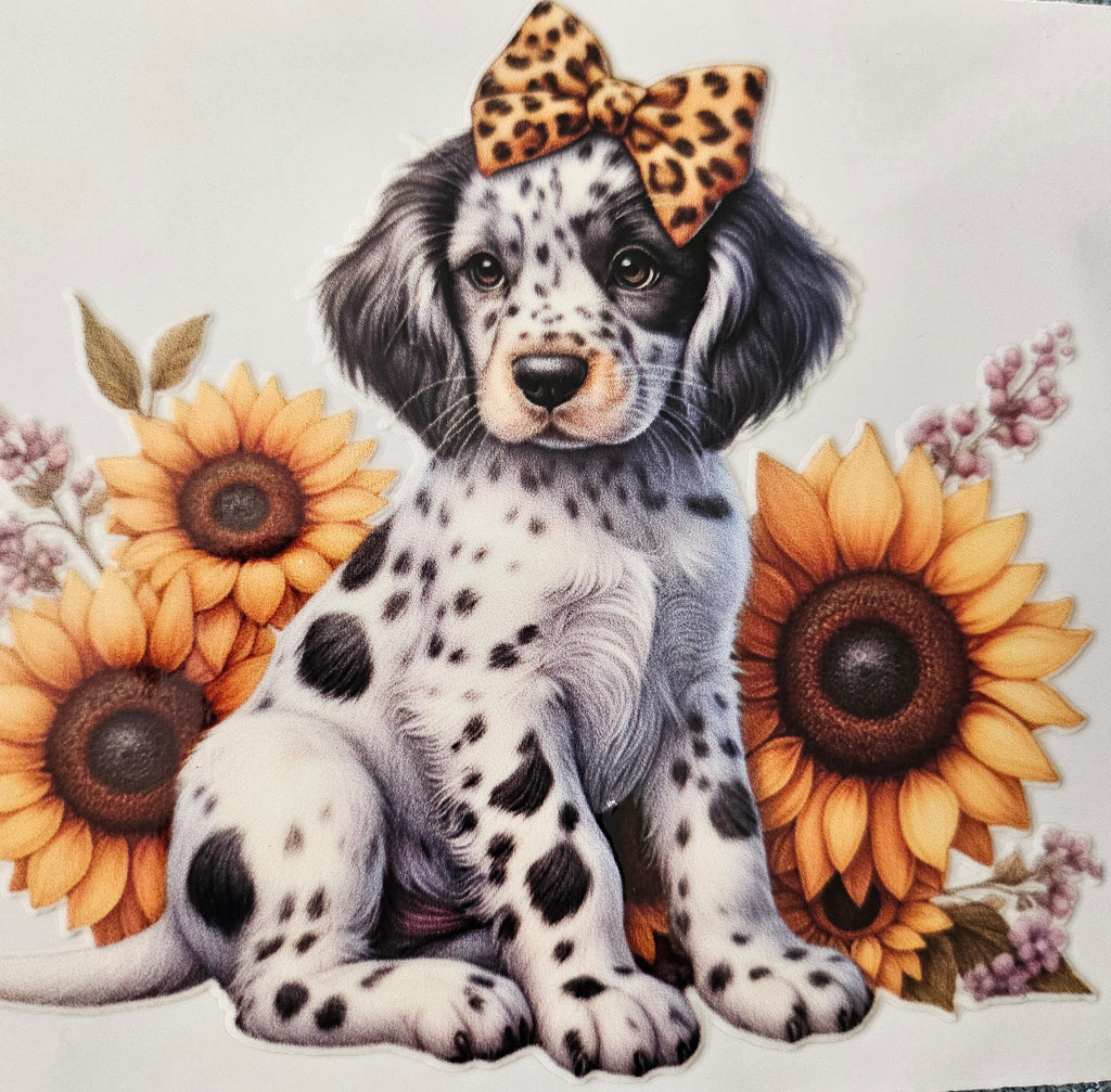 chiens taille M