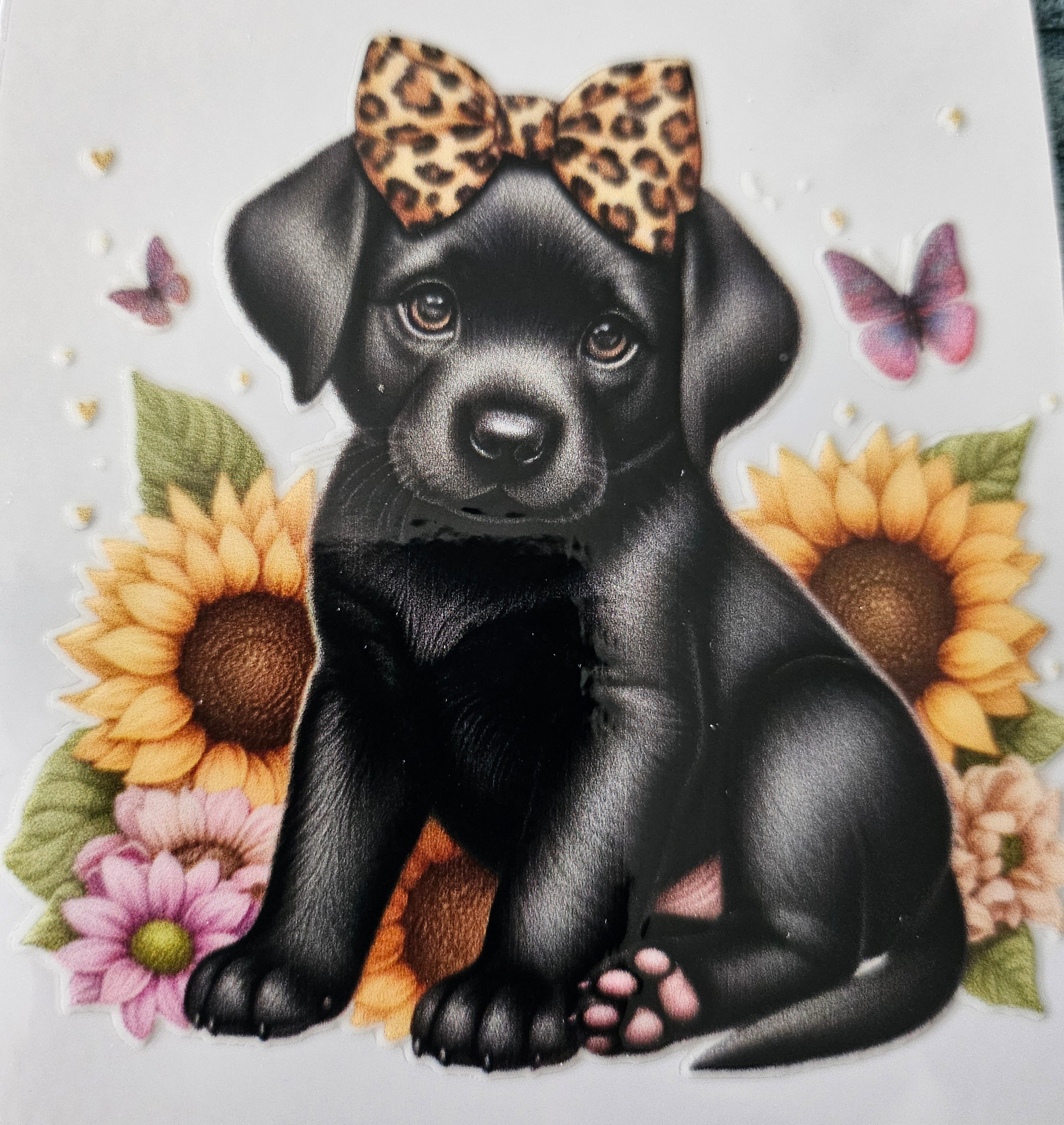 chiens taille M