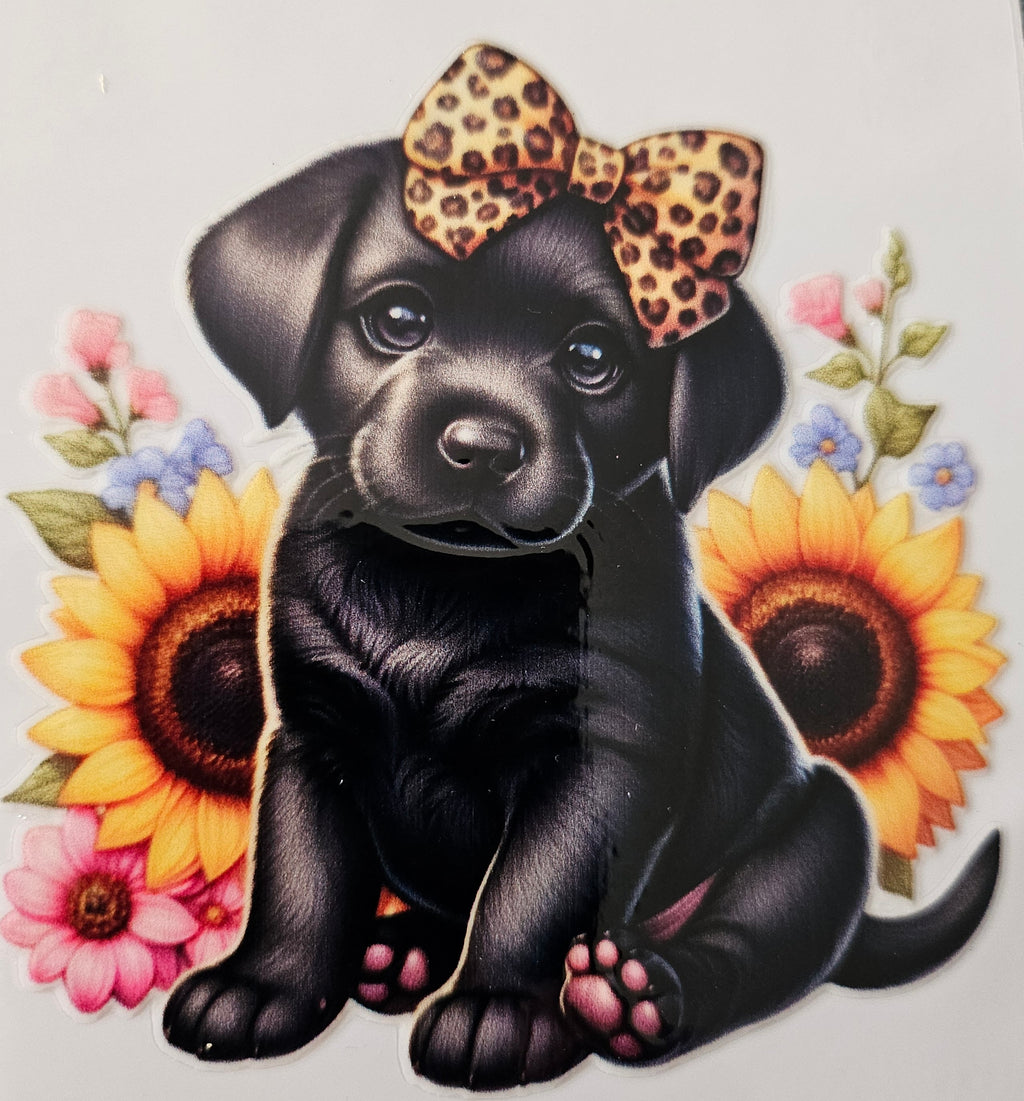 chiens taille M